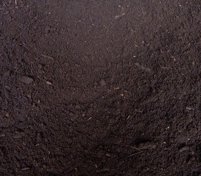 Black Soil